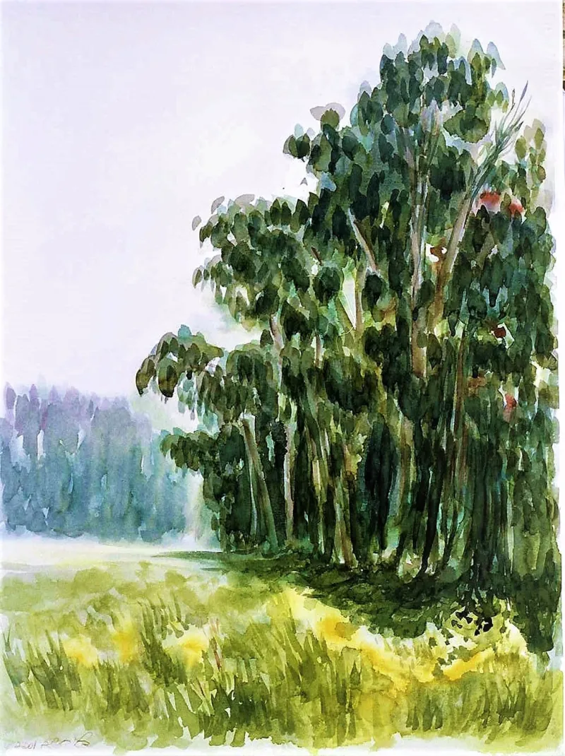 Eucalyptus