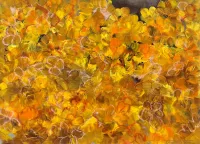 Autumn-happiness