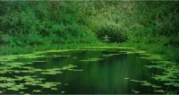 Green-Pond