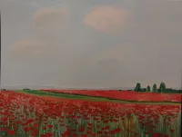Poppy ukrainian field